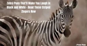zebra puns