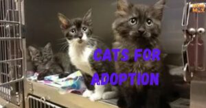 Cats for Adoption