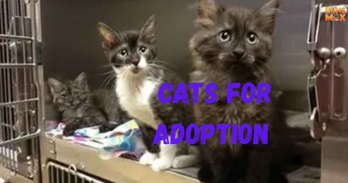 Cats for Adoption
