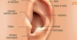 Ear Piercing Chart