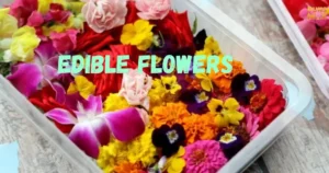 Edible Flowers