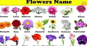 Flower Names