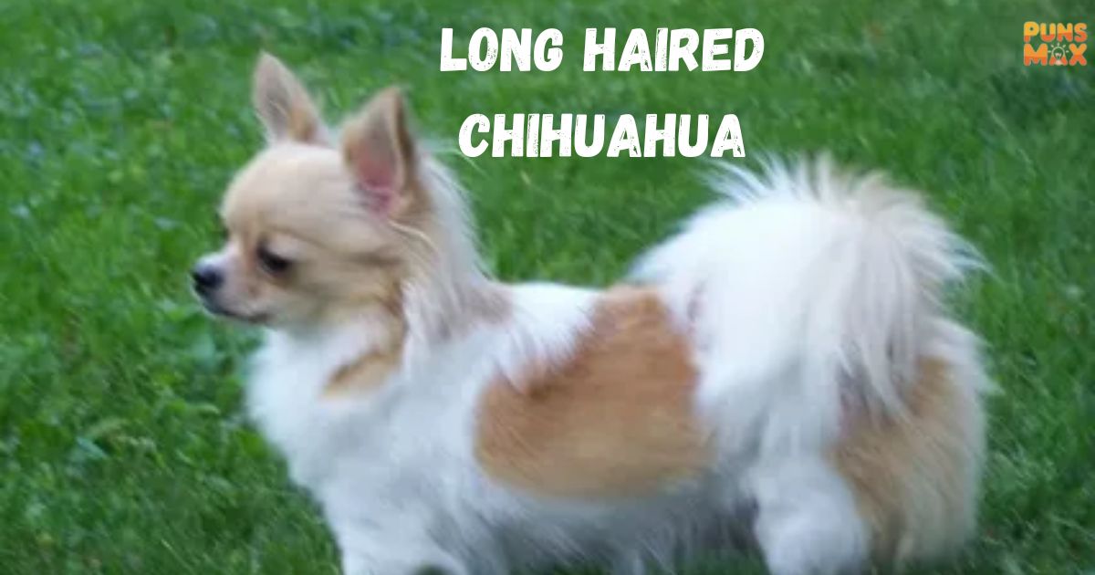 Long Haired Chihuahua